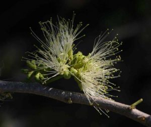 Albizia anthelmintica. Photo: Bart Wursten. Source: Flora of Zimbabwe.