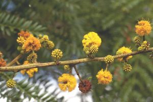 Acacia amethothophylla . Photo: Bart Wursten. Source: Flora of Zimbabwe