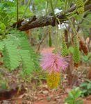 Dichrostachys cinerea. Photo: Bart Wursten. Source: Flora of Zimbabwe