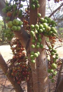 Ficus sur. Photo: Batr Wursten. Source: Flora of Zimbabwe