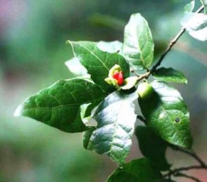 Tapura fischeri. Photo: Bart Wursten. Source: Flora of Zimbabwe