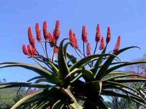 Aloe excelsa. Photo: Bart Wursten. Source: Flora of Zimbabwe