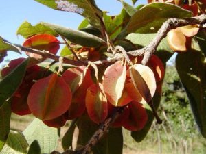 Combretum molle. Photo: Bart Wursten. Source: Flora of Zimbabwe