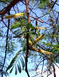 Acacia galpinii. Photo; Bart Wursten. Source: Flora of Zimbabwe