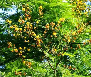 Acacia amythethophylla. Photo: Bart Wursten. Source: Flora of Zimbabwe