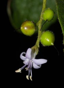 Ehretia obtusifolia. Photo: Bart Wursten. Source: Flora of Zimbabwe