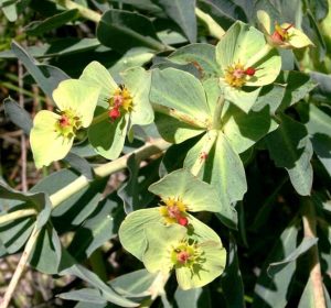 Euphorbia wildii. Photo: Bart Wursten. Source: Flora of Zimbabwe