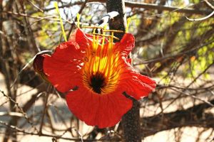 Fernandoa magnifica. Photo: Bart Wursten. Source: Flora of Zimbabwe