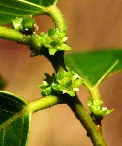 Bridelia micrantha. Photo: Bart Wursten. Source: Flora of Zimbabwe