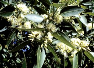 Eucalyptus grandis. Photo: Darrel Plowes. Source: Flora of Zimbabwe
