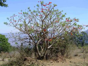 Erythrina caffra. Photo: Bart Wursten. Source: Flora of Zimbabwe