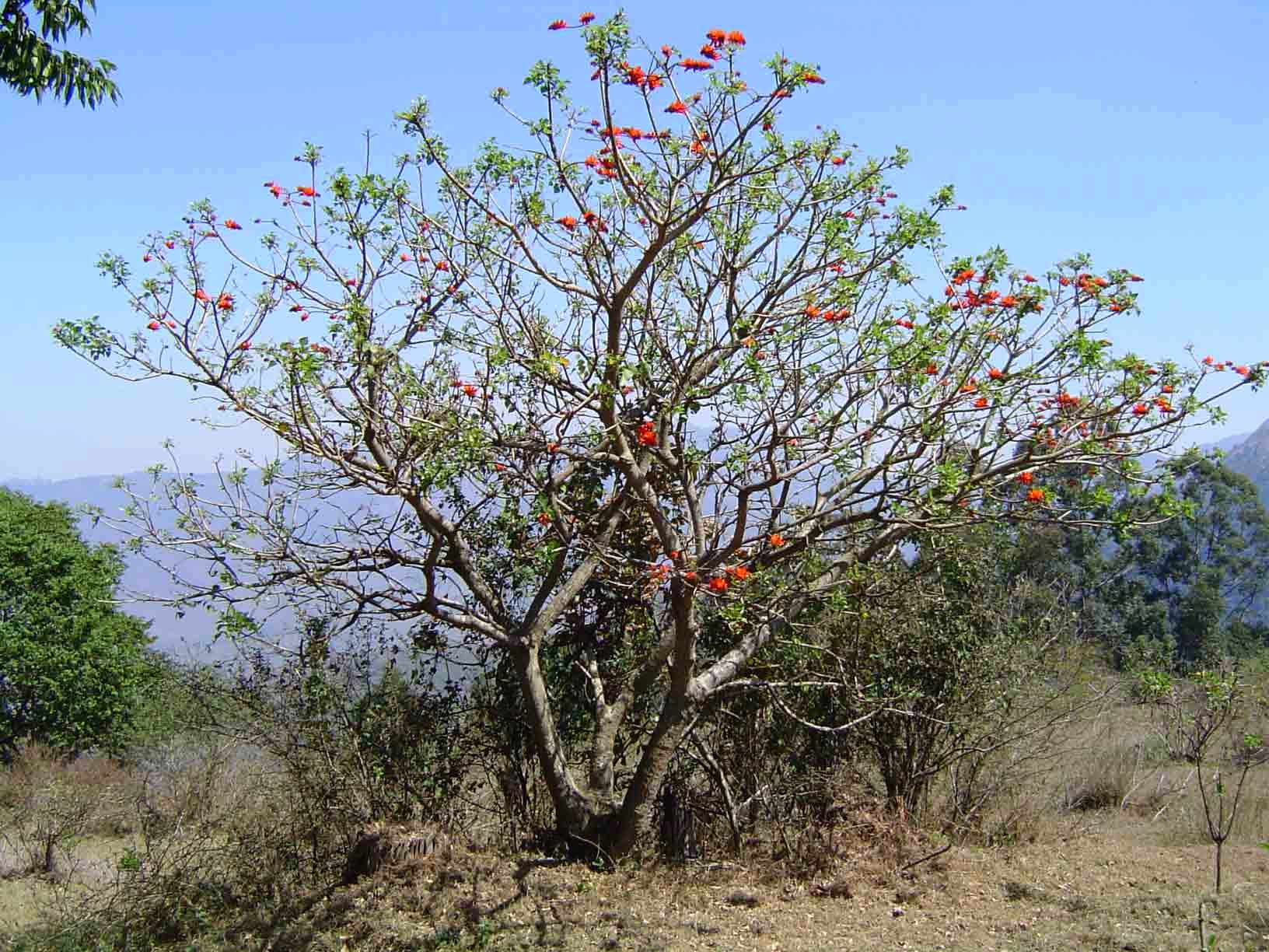 98-tree-society-of-zimbabwe