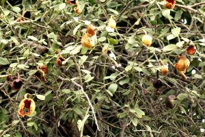 Capparis tomentosa. Photo: Bart Wursten. Source: Flora of Zimbabwe
