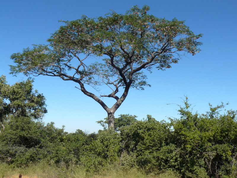 Native Trees In Zimbabwe