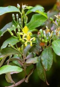 Grewia flavescens var. flavescens. Photo: Bart Wursten. Source: Flora of Zimbabwe