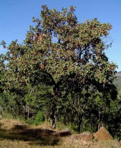 Combretum molle. Photo: Bart Wursten. Source: Flora of Zimbabwe