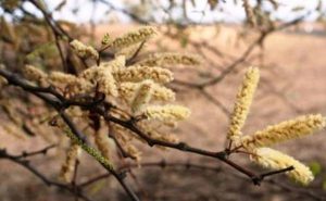 Acacia nigrescens. Photo: Petra Ballings. Source: Flora of Zimbabwe