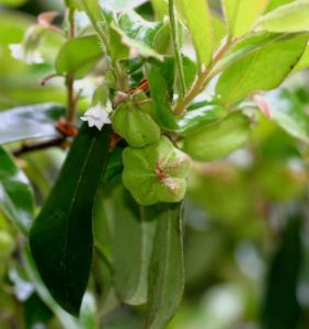 Diospyros whyteana. Photo:Bart Wursten. Source: Flora of Zimbabwe
