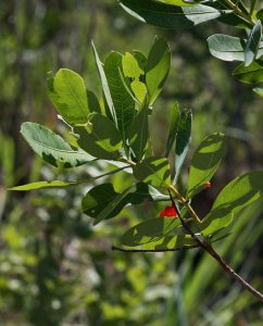 Terminalia brachystemma. Photo: Bart Wursten. Source: Flora of Zimbabwe