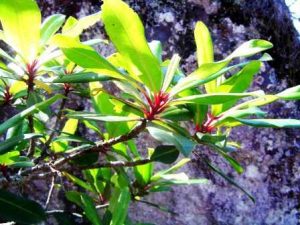 Rapanea melanophloeos. Photo: Bart Wursten. Source: Flora of Zimbabwe
