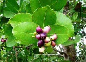Syzygium cordatum. Photo: Mark Hyde. Source: Flora of Zimbabwe