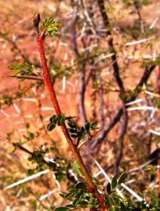 Acacia nebrownii. Photo: Rob Burrett. Source: Flora of Zimbabwe