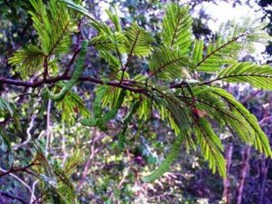 Newtonia buchananii. Photo: Jos