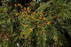 Acacia amythethophylla. Photo: bart Wursten. Source: Flora of Zimbabwe.