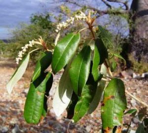 Croton gratissimus. Photo: Bart Wursten. Source: Flora of Zimbabwe
