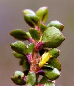 Myrsine africana. Photo: Bart Wursten. Source: Flora of Zimbabwe