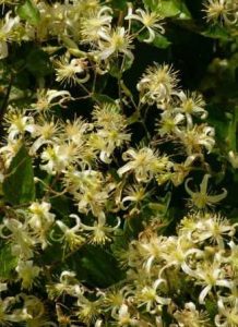 Clematis brachiata. Photo: Bart Wursten. Source: Flora of Zimbabwe