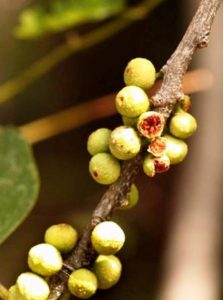 Ficus ingens. Photo: Petra Ballings. Source: Flora of Zimbabwe