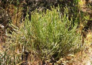 Euphorbia griseola. Photo: Bart Wursten. Source: Flora of Zimbabwe