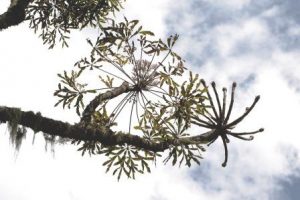 Cussonia spicata subsp. triptera. Photo: Bart Wursten. Source: Flora of Zimbabwe