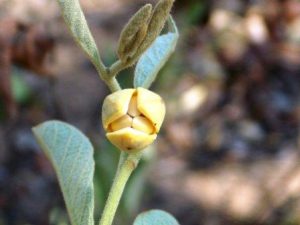 Annona stenophylla. Penny English. Source: Flora of Zimbabwe