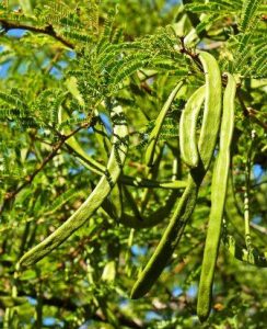 Acacia grandicornuta. Photo: Meg Coates Palgrave. Source: Flora of Zimbabwe