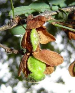 Ormocarpum zambesianum. Photo: Bart Wursten. Source: Flora of Zimbabwe