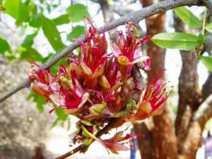 Schotia brachypetala. Photo: Mark Hyde. Source: Flora of Zimbabwe