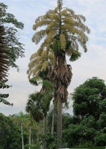 Tahina spectabilis (Suicide Palm, Tahina Palm)