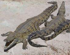 Nile crocodile. Photo: Wikipedia
