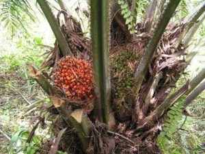 oil palm Elaeis guineensi, fruit. Photo: Wikiedia