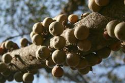 Ficus sansibarica in fruit (photo Mark Hyde)
