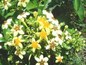 Mussaenda arcuata flowering; Photo: Bart Wursten. Source: Flora of Zimbabwe