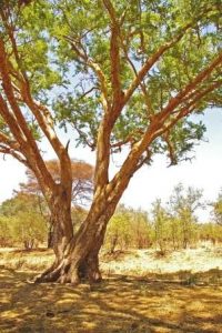 Acacia sieberana. Photo: Meg Coates Palgrave. Source: Flora of Zimbabwe