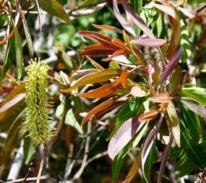 Faurea saligna. Photo: Bart Wursten. Source: Flora of Zimbabwe