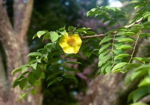 Pterocarpus angolensis. Photo: Bart Wursten. Source: Flora of Zimbabwe