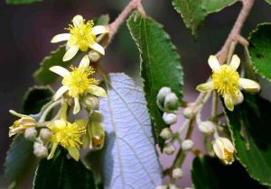 Grewia monticola. Photo: Bart Wursten. Source: Flora of Zimbabwe
