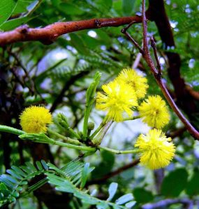Acacia karroo. Photo; Bart Wursten. Source: Flora of Zimbabwe