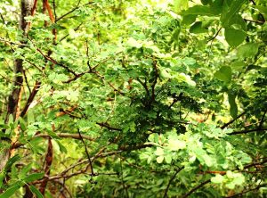 Acacia goetzei. Photo: Bart Wursten. Source: Flora of Zimbabwe