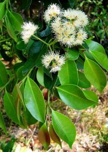 Syzygium guineense sub afromontanum. Photo: Bart Wursten. Source: Flora of Zimbabwe